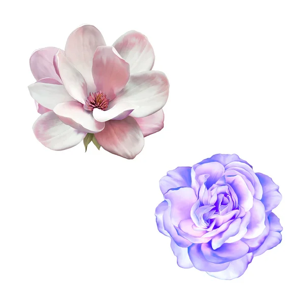 Ilustración de rosa púrpura azul y flor de magnolia aisladas sobre fondo blanco — Foto de Stock