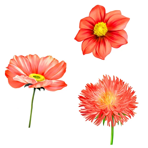 Aantal rode zeer mooie heldere bloemen geïsoleerd op een witte achtergrond, poppy bloem, Dahlia bloem — Stockfoto