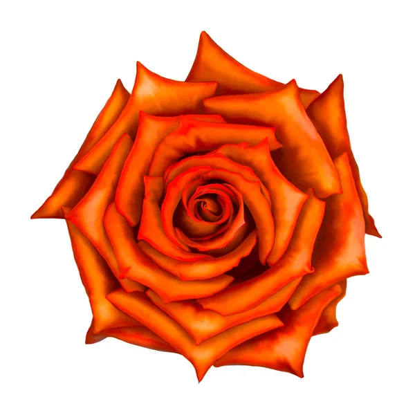 Rosa roja anaranjada flor aislada sobre fondo blanco — Foto de Stock