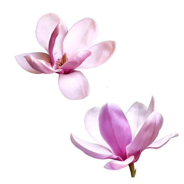 Illustration of a magnolia flower isolated on white background — Stock Photo, Image