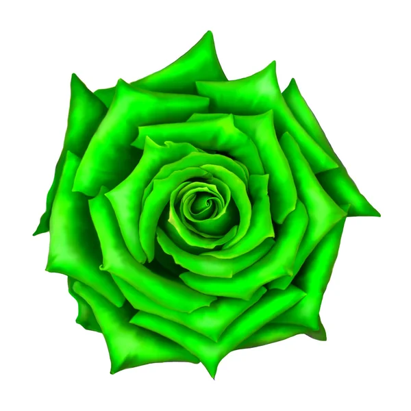 Green Rose bloem geïsoleerd op witte achtergrond — Stockfoto