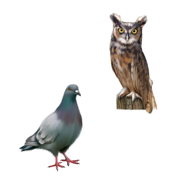 Gray dove isolated on white background, Standing pigeon, An eagle owl sitting on the log — Stock Photo, Image