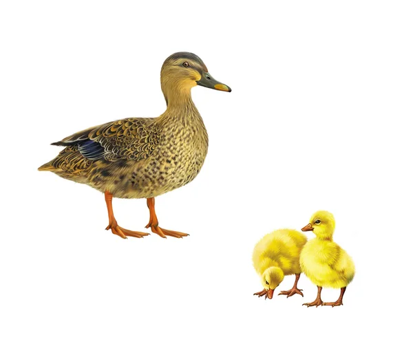 女性的野鸭，两个小小的黄色 ducklins，孤立的白色背景上 — 图库照片