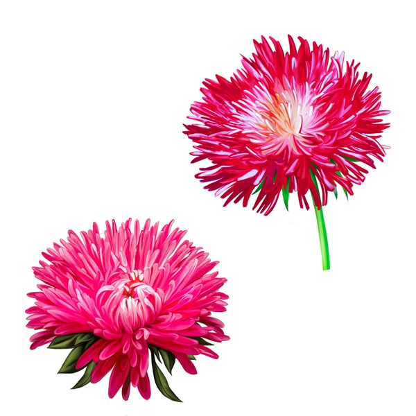 Aster. Roze bloem, voorjaar bloem. Geïsoleerd op witte achtergrond — Stockfoto