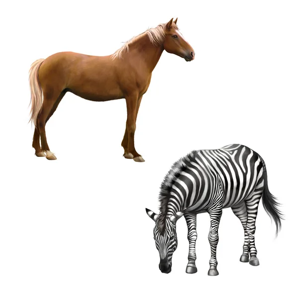Mischlingspferd stehend, Zebra gebückt, Gras auf weißem Hintergrund verzehrend — Stockfoto