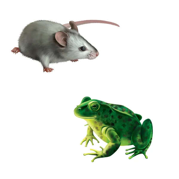 Ładny szara myszka, zielona żaba z miejsca, zauważył ropucha na białym tle — Zdjęcie stockowe