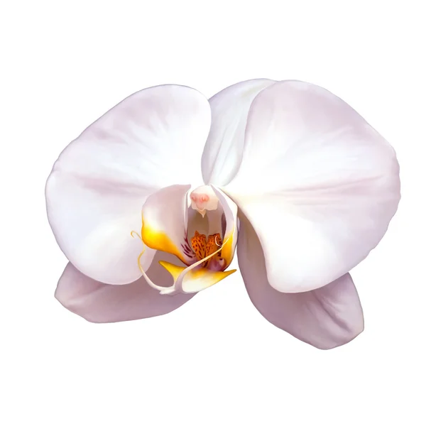 Orquídea branca Isolada em um fundo branco — Fotografia de Stock