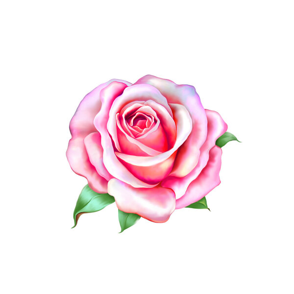 Pink little Rose Flower isolated on white background