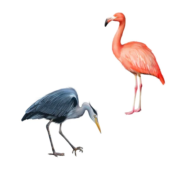 Gråhäger stående jakt med huvudet böjt ner, Ardea Cinerea, Satnding flamingo isolerad på vit bakgrund — Stockfoto