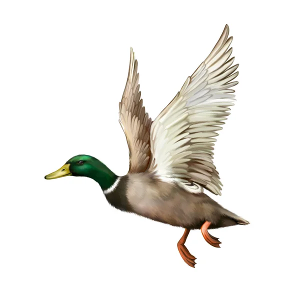 Mallard Drake in volo — Foto Stock