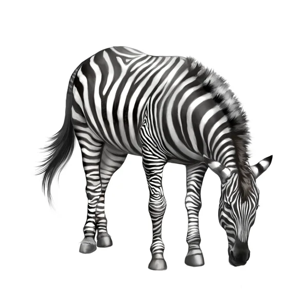 Zebra çim yeme aşağı eğildi. Beyaz arka plan üzerinde izole — Stok fotoğraf