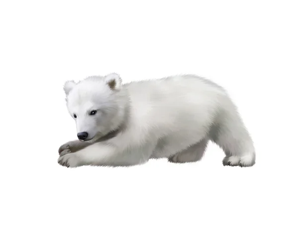 Bir kutup ayısı bebek karda oynarken bir şey yakalamak portresi — Stok fotoğraf