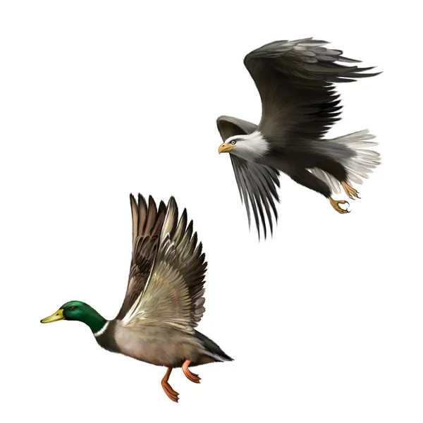 雄性绿头野鸭的鸭集飞行，美国秃鹰在白色背景上孤立的飞行图 — 图库照片