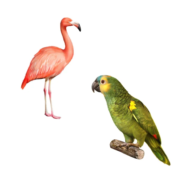 Gelb napped amazon papagei, Flamingo isoliert auf weißem hintergrund — Stockfoto