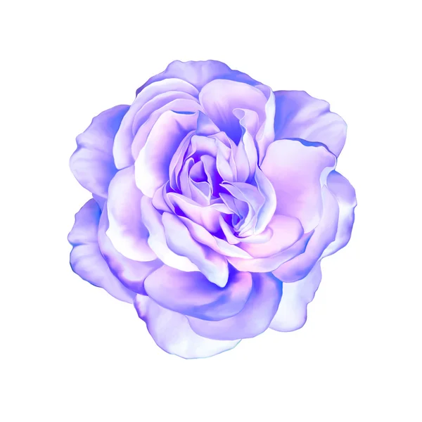 白い背景に分離された青い紫のバラの花 — ストック写真
