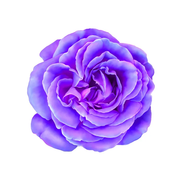 Rosa púrpura flor aislada sobre fondo blanco ilustración — Foto de Stock