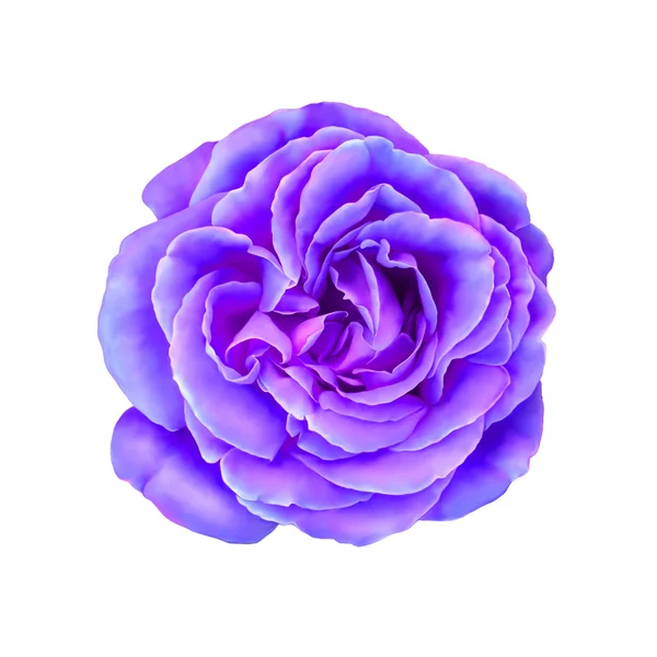 Purple Pink Rose Flower isolated on white background illustration — 스톡 사진