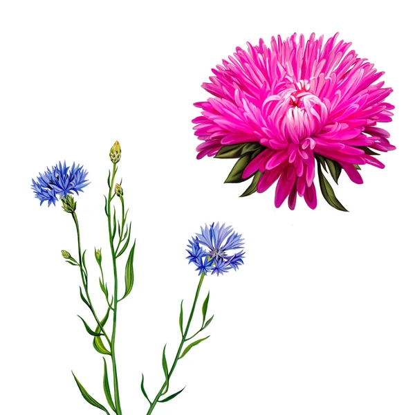 Aster. Pink flower, Spring flower. Knapweed flower on white background. illustration of blue little flwoers — Stock Photo, Image