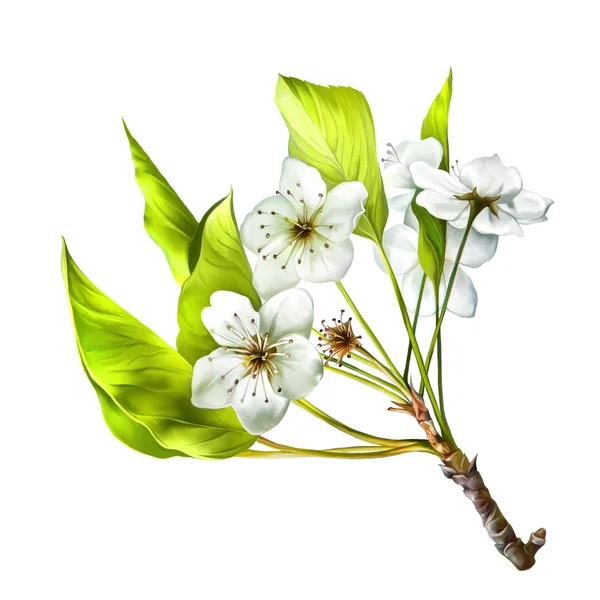 Illustration of Cherry blossom flowers with leaves. Tree branch — Stock Photo, Image