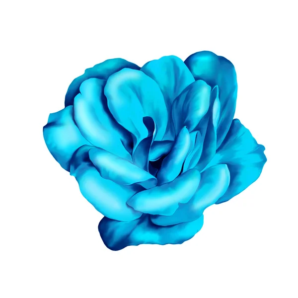 Flor de camélia azul isolada sobre fundo branco. Ilustração — Fotografia de Stock