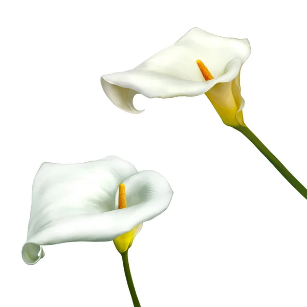 Beyaz calla lily beyaz bir arka plan üzerinde izole — Stok fotoğraf