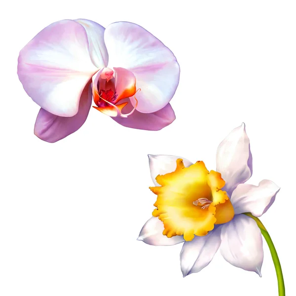 Nergis çiçek ya da beyaz zemin üzerine beyaz orkide izole nergis — Stok fotoğraf