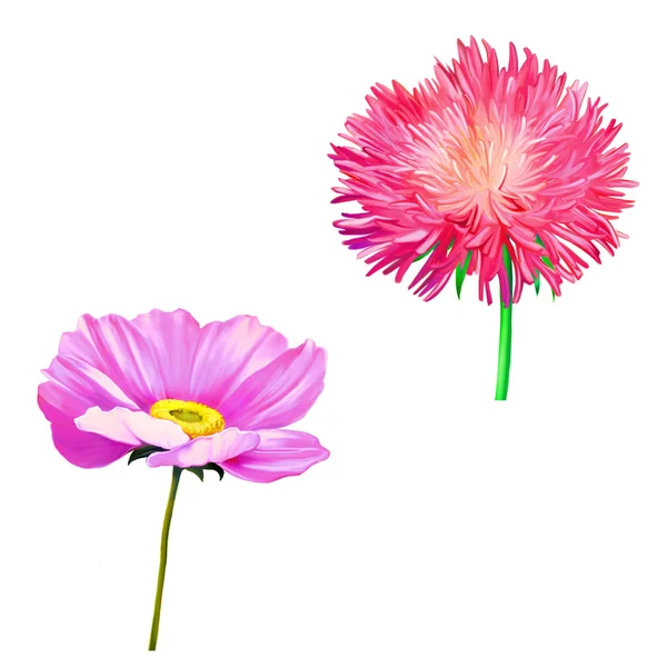 Thistle bloemen, roze Daisy, Poppy bloem illustratie geïsoleerd op wit — Stockfoto