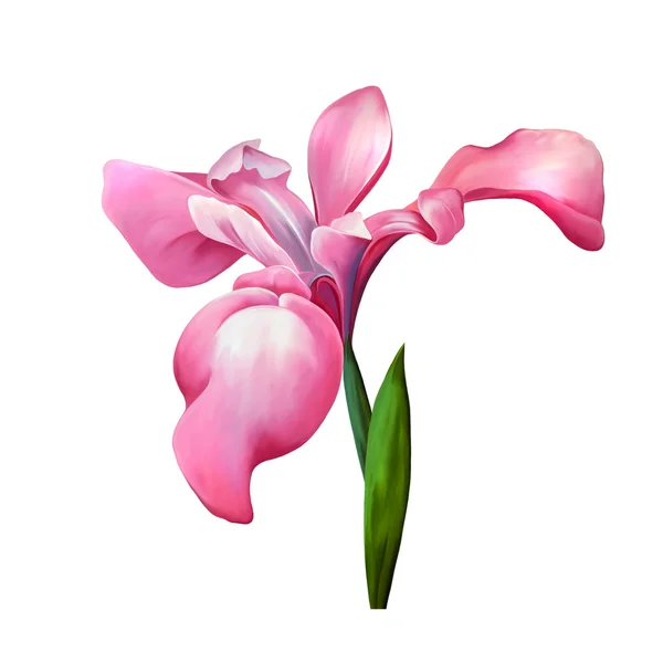 Pink iris flower isolated on white background, illustration, of a pink iris blossom with bud on a white background. — Stock Photo, Image