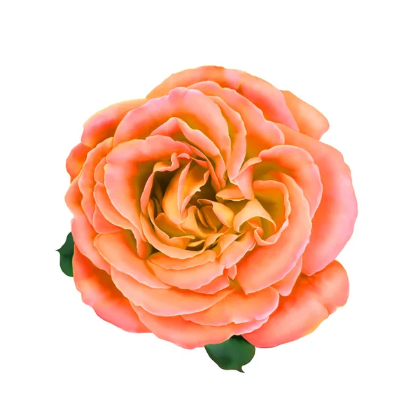 Rosa Rose Blume isoliert auf weißem Hintergrund. Illustration — Stockfoto