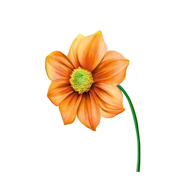 Ilustrace zářivě barevné Dahlia květiny, Jarní květina. Izolované na bílém pozadí. — Stock fotografie