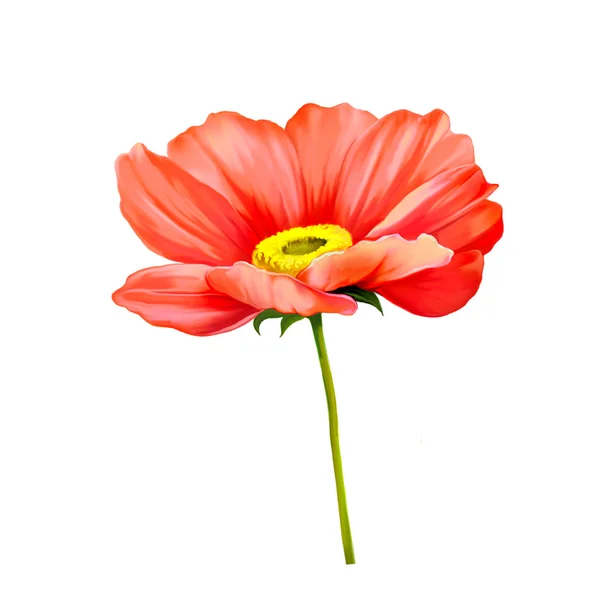 Tender pink poppy flower isolated on white background — Stock Photo, Image