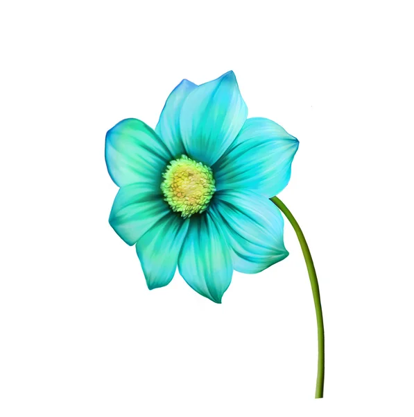 Illustrazione di Luminoso fiore colorato Dahlia, Primavera flower.Isolated su sfondo bianco . — Foto Stock