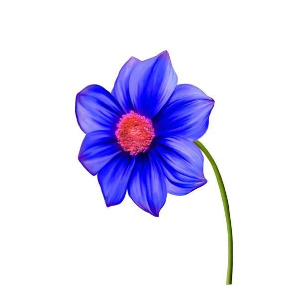 Illustration der hellen bunten Dahlie Blume, Frühling flower.isolated auf weißem Hintergrund. — Stockfoto