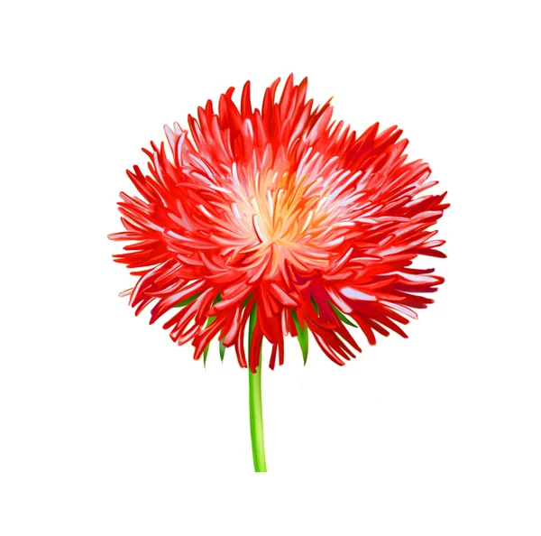 Red Thistle flower, aster flower, Illustration isolated on white — Stock Photo, Image