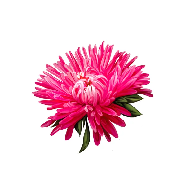Aster. Pink flower, Spring flower. Isolated on white background — Stock Image Aster. Pink flower, Spring flower. Isolated on white background Stock Photo