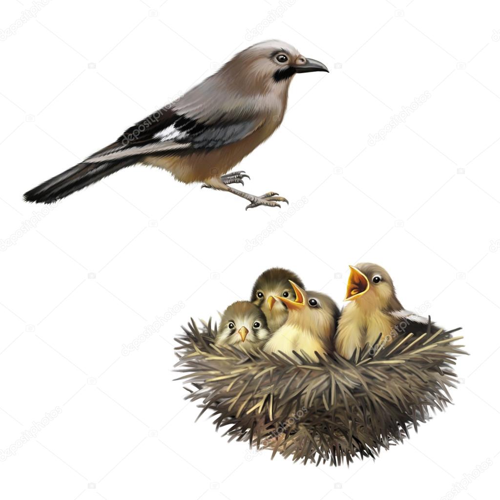 Four hungry baby sparrows in a nest wanting the mother bird to come and feed them, Bird nest with young birds, mother bird
