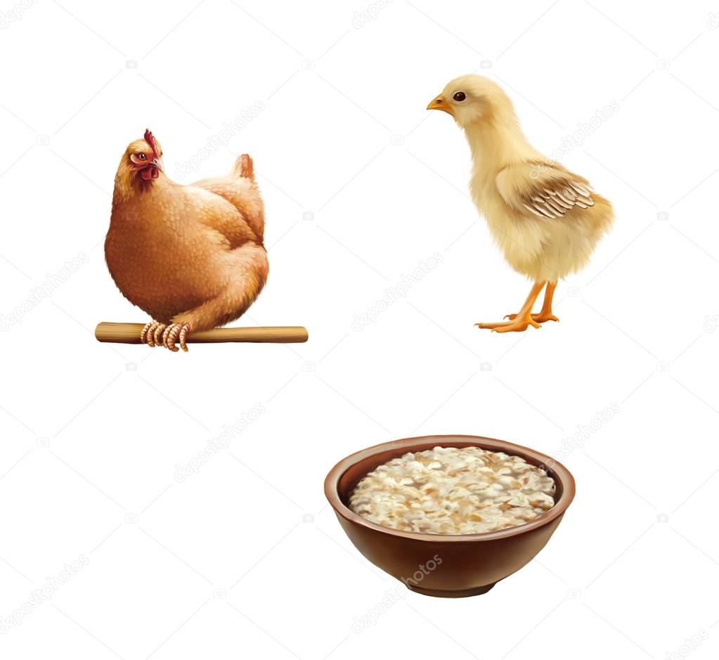 Cute young little chicken and a chick, Brown hen sitting on a wooden stick, Bowl of oats porridge  isolated on white background
