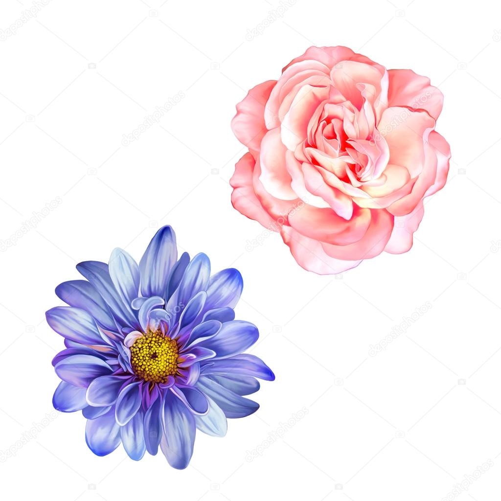 Blue Mona Lisa flower, Pink rose flower, Spring flower.Isolated on white background.