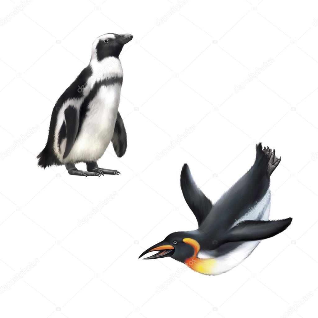 gentoo penguin. illustration isolated on white background