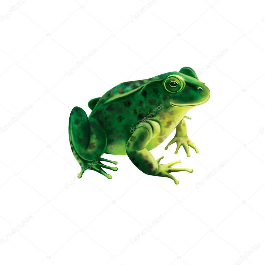 Green frog with spots, spotted toad, Isolated on white