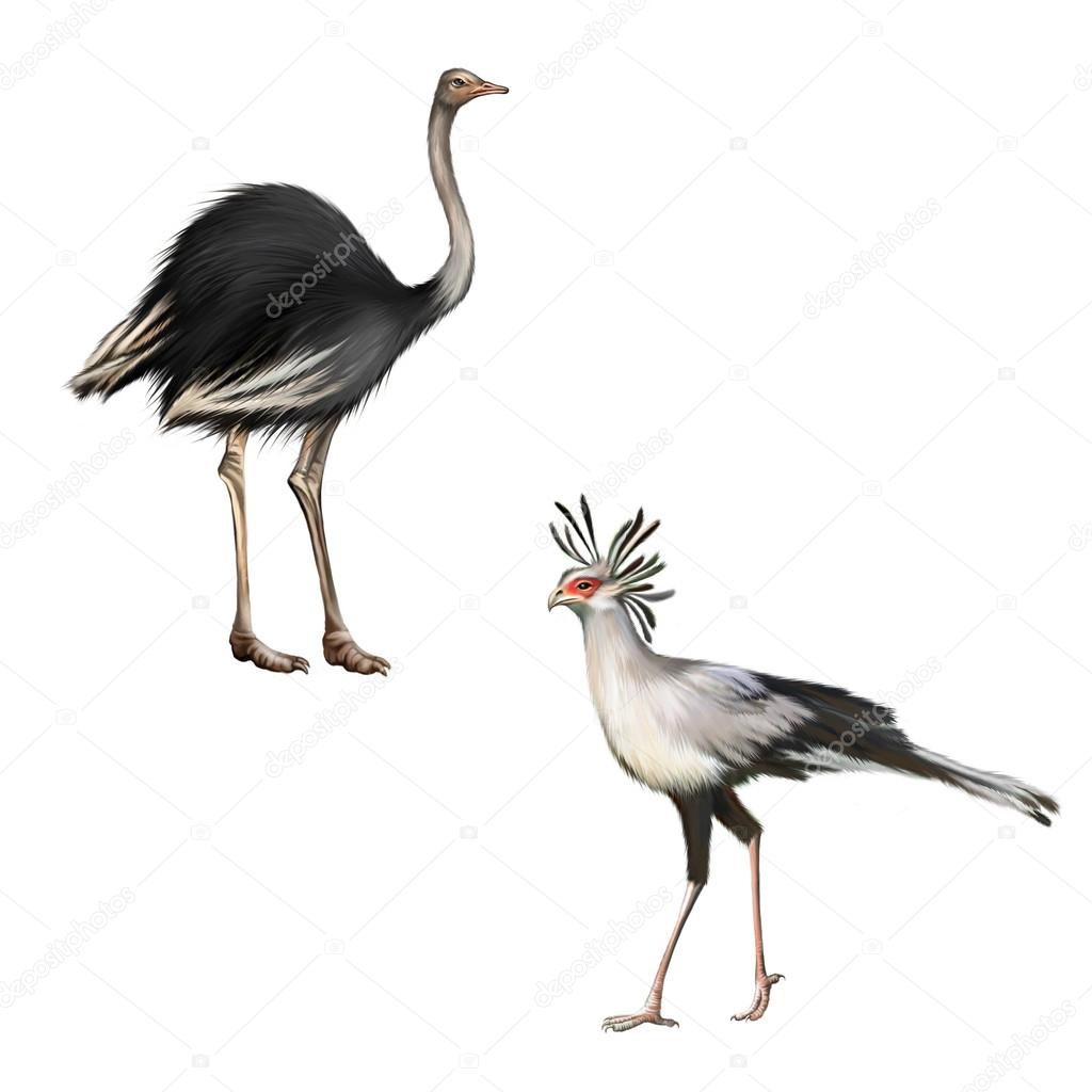 ostrich, Secretarybird isolated on a white background