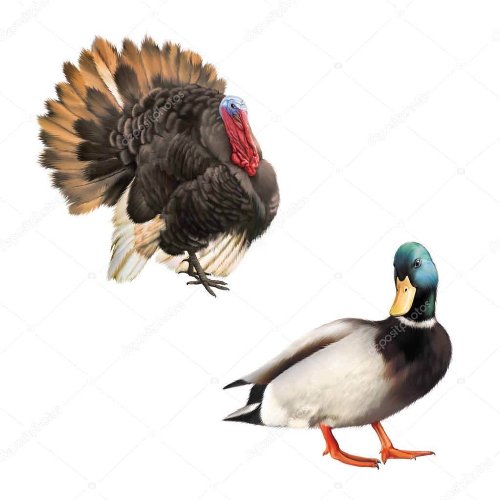 Big beautiful male turkey eating food from the ground, male mullurd duck illustration isolataed on white background