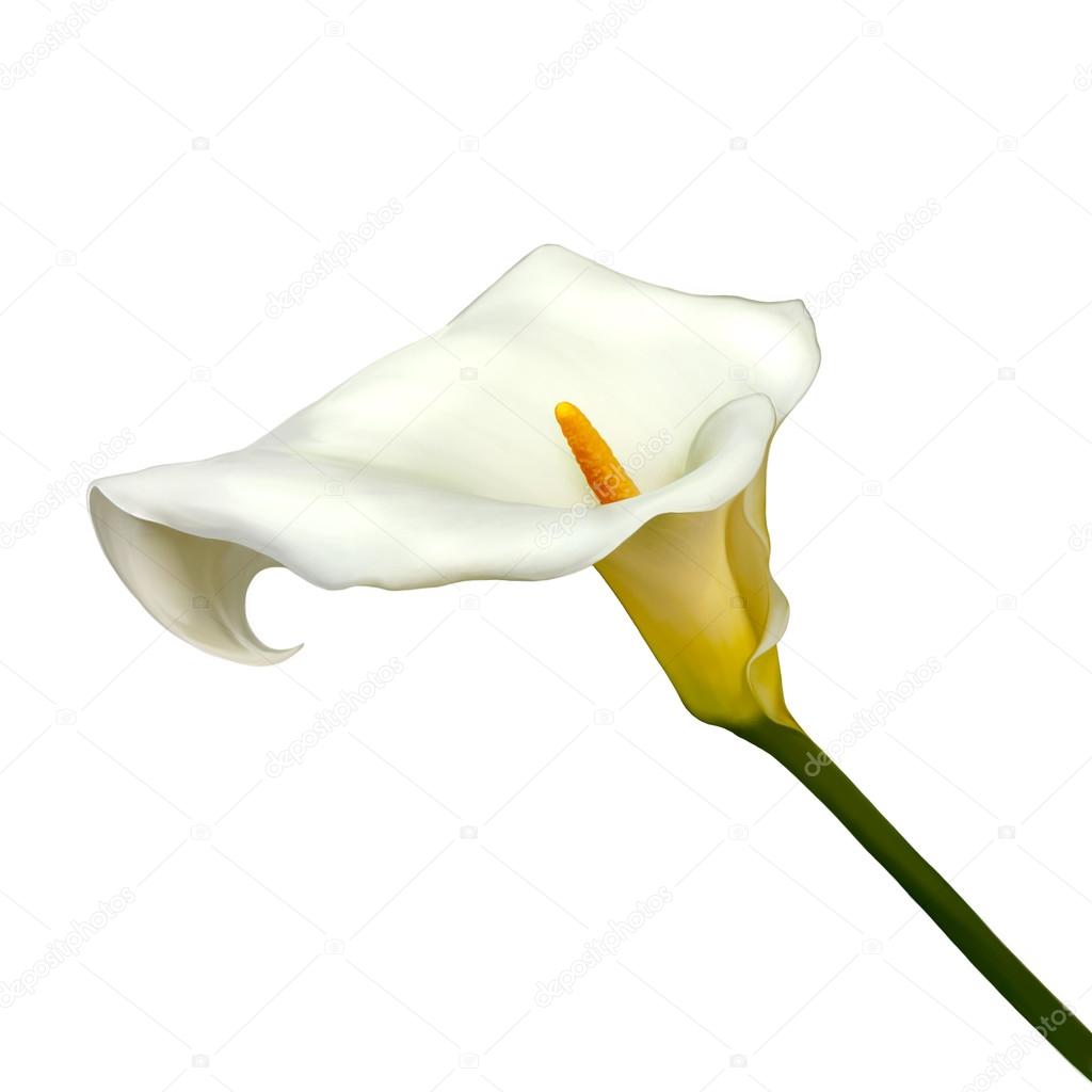white calla lily isolated on a white background