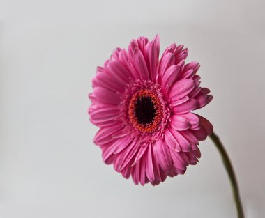 Güzel pembe Mona Lisa çiçek