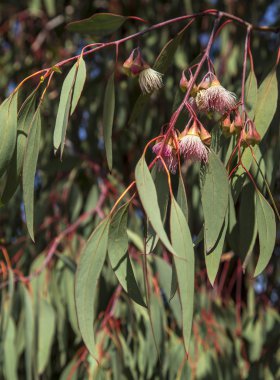 küçük güzel pembe çiçekler