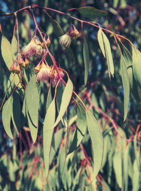 küçük güzel pembe çiçekler