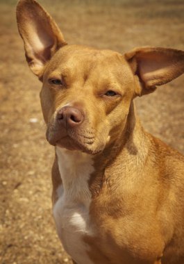 Kırmızı çukur boğa köpek