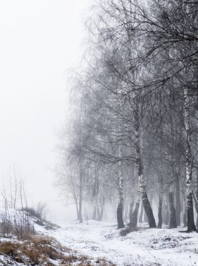 Ağaçlar ve karla kaplı kış manzarası