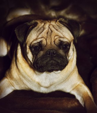 Güzel açık kahverengi Pug köpek yavrusu