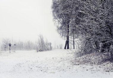 Ağaçlar ve karla kaplı kış manzarası